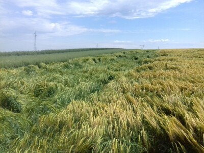 pšenica 2020 pšenica 2020