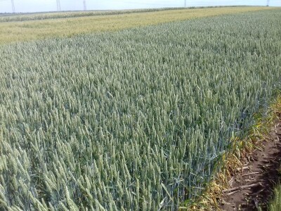 pšenica 2020 pšenica 2020