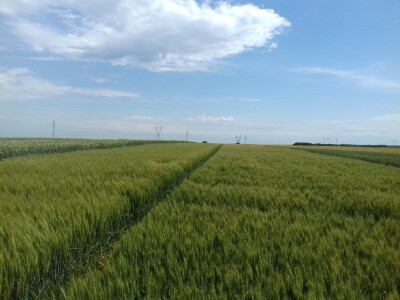 pšenica 2020 pšenica 2020