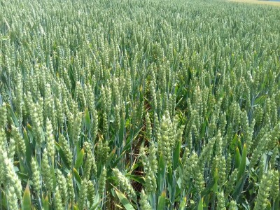 pšenica 2020 pšenica 2020