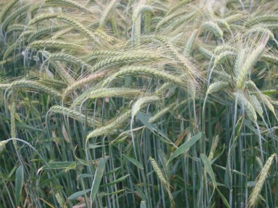 Dan polja strnih žita BC Hibrida