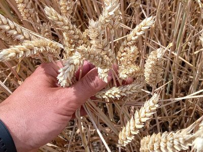 Mauthner, sjemenari, Lemken