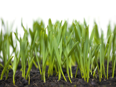 Jesenje đubrenje ratarskih kultura