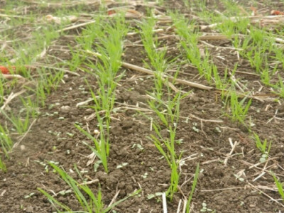 Pšenica posejana u optimalnom roku