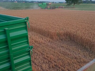 Pšenica u privatnom skladištu, otkupa nema