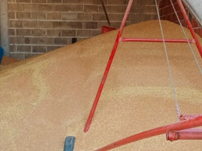 Pšenica u privatnom skladištu, otkupa nema