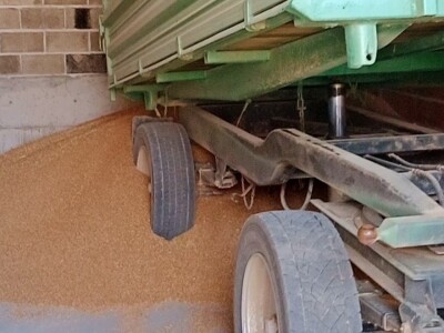 Pšenica u privatnom skladištu, otkupa nema