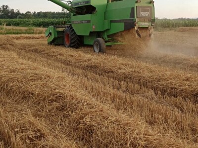 Pšenica u privatnom skladištu, otkupa nema