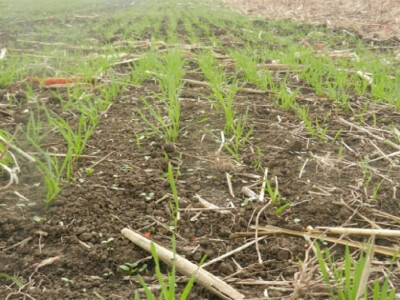 Pšenica u različitim fazama