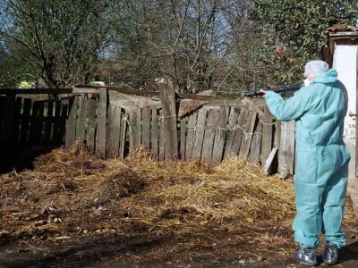 Suzbijanje klasične svinjske kuge i ptičje gripe Suzbijanje klasične svinjske kuge i ptičje gripe