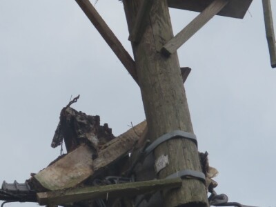 Ptičja tragedija u Dragaliću