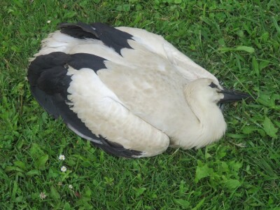 Ptičja tragedija u Dragaliću