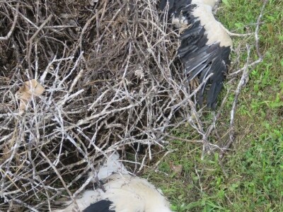 Ptičja tragedija u Dragaliću