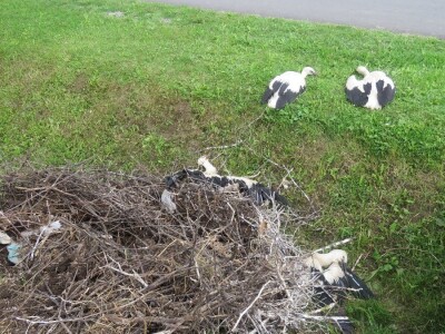 Ptičja tragedija u Dragaliću