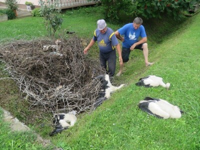Ptičja tragedija u Dragaliću
