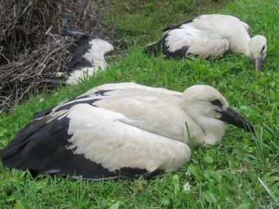 Ptičja tragedija u Dragaliću