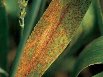 Smeđa hrđa pšenice