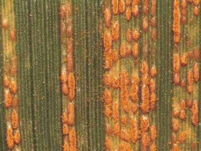 Žuta hrđa (crtičasta)