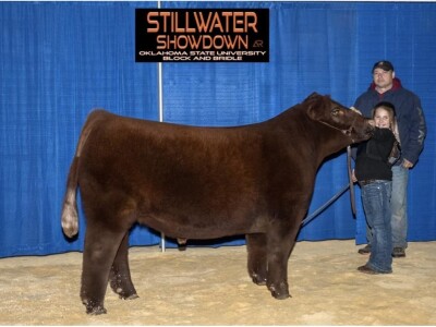 Pufnasta goveda Pufnasta goveda