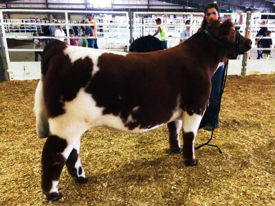 Pufnasta goveda Pufnasta goveda