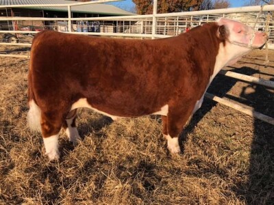 Pufnasta goveda Pufnasta goveda