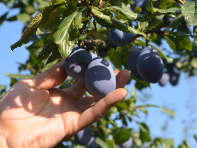 Pune ruke šljiva mogle bi značiti i pune ruke novaca