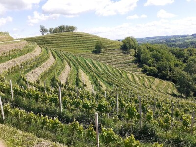 Pušipel je postao punoljetan i sada na velika vrata ubire prestižne nagrade