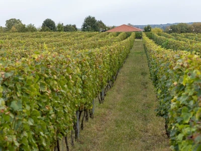 Putevima vina