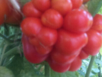 putnička rajčica putnička rajčica