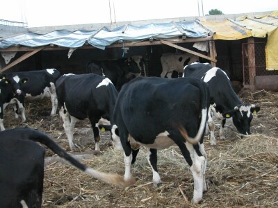 Putnikove krave na farmi u Brnazama prije izgradnje nove štale
