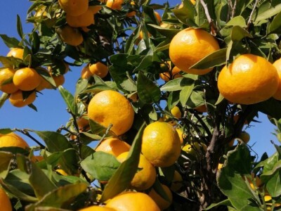 Putujuće lubenice i mandarine iz zlatne doline