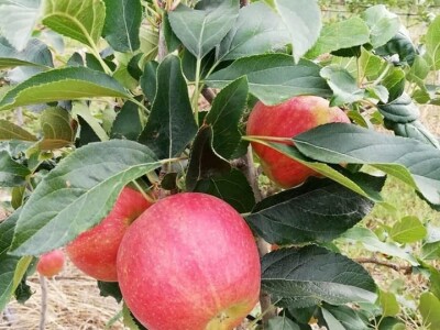 Putujuće lubenice i mandarine iz zlatne doline