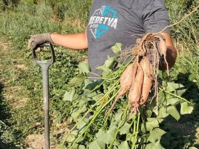 Putujuće lubenice i mandarine iz zlatne doline