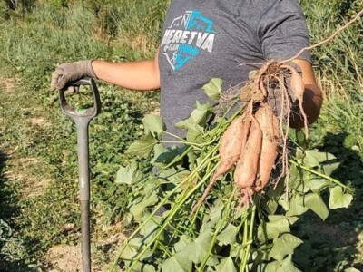 Putujuće lubenice i mandarine iz zlatne doline