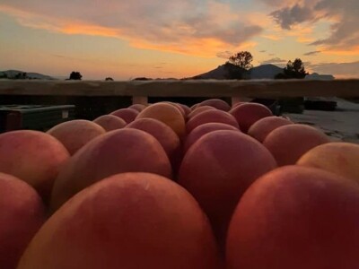 Putujuće lubenice i mandarine iz zlatne doline