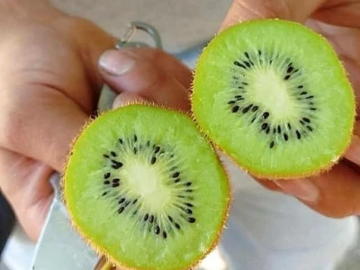 Putujuće lubenice i mandarine iz zlatne doline