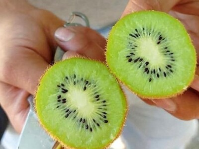 Putujuće lubenice i mandarine iz zlatne doline