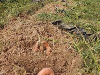 Putujuće lubenice i mandarine iz zlatne doline