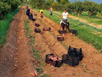 Putujuće lubenice i mandarine iz zlatne doline