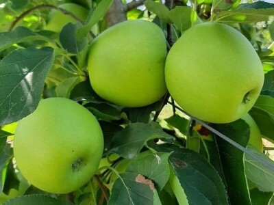 Putujuće lubenice i mandarine iz zlatne doline