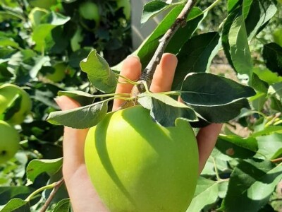 Putujuće lubenice i mandarine iz zlatne doline