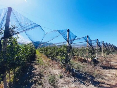 Putujuće lubenice i mandarine iz zlatne doline