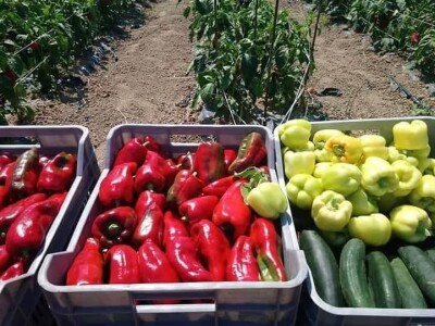 Putujuće lubenice i mandarine iz zlatne doline