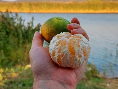 Putujuće lubenice i mandarine iz zlatne doline