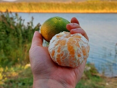 Putujuće lubenice i mandarine iz zlatne doline