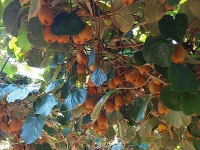 Putujuće lubenice i mandarine iz zlatne doline