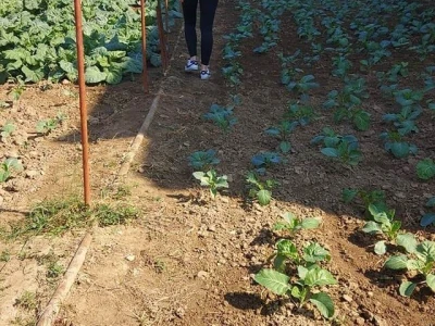 Putujuće lubenice i mandarine iz zlatne doline