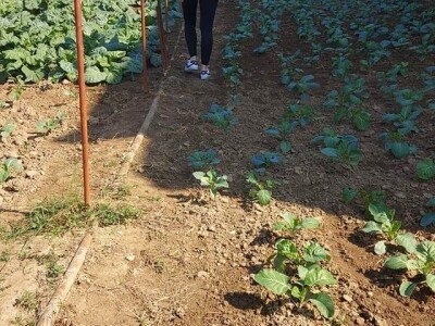 Putujuće lubenice i mandarine iz zlatne doline