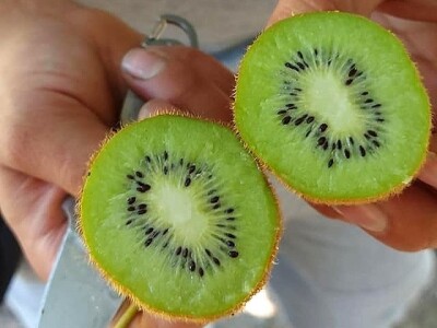 Putujuće lubenice i mandarine iz zlatne doline