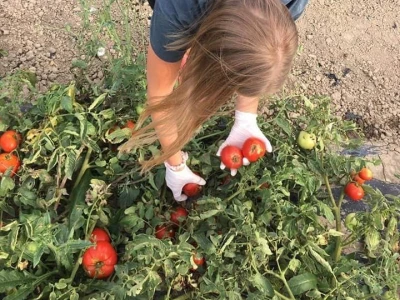 Putujuće lubenice i mandarine iz zlatne doline